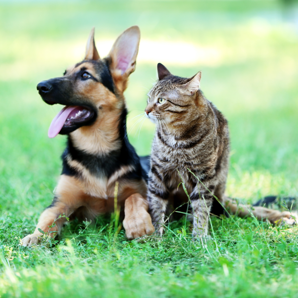 Libération émotions récations chien chat vache cheval lapin